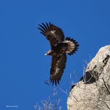 Attēlu rezultāti vaicājumam “Aquila chrysaetos adult”