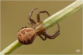 Attēlu rezultāti vaicājumam “Xysticus ulmi adult”