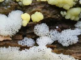 Attēlu rezultāti vaicājumam “Ceratiomyxa porioides plasmodium”