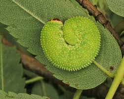 Attēlu rezultāti vaicājumam “Trichiosoma larva”