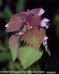 Attēlu rezultāti vaicājumam “Lamium purpureum leaf”