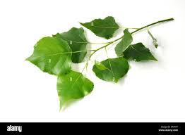 Attēlu rezultāti vaicājumam “Populus nigra leaf”