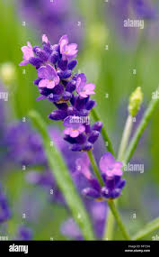 Attēlu rezultāti vaicājumam “Lavandula angustifolia bud”