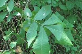 Attēlu rezultāti vaicājumam “Carya ovata leaf”