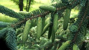 Attēlu rezultāti vaicājumam “Picea abies fruit”