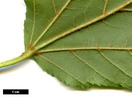 Attēlu rezultāti vaicājumam “Acer rufinerve fruit”