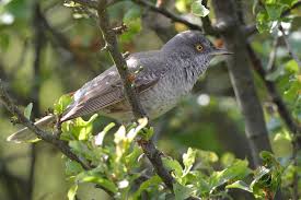 Attēlu rezultāti vaicājumam “Sylvia nisoria”