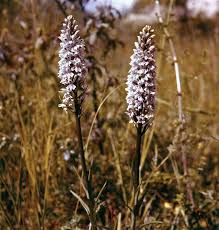 Attēlu rezultāti vaicājumam “Dactylorhiza”