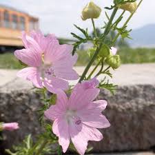 Image result for Malva moschata