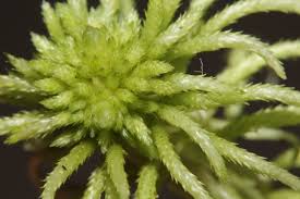 Attēlu rezultāti vaicājumam “Sphagnum riparium”