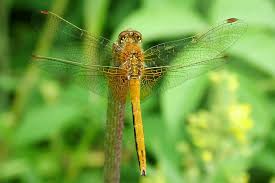 Attēlu rezultāti vaicājumam “Sympetrum flaveolum”