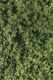 Attēlu rezultāti vaicājumam “Thymus serpyllum leaf”