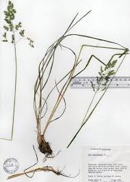 Attēlu rezultāti vaicājumam “Poa pratensis fruit”