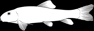 Image result for Catostomus commersonii