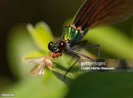 Attēlu rezultāti vaicājumam “Calopteryx virgo female”