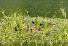 Attēlu rezultāti vaicājumam “Fulica atra nest”