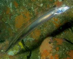 Attēlu rezultāti vaicājumam “Trichia longipalpis macro”