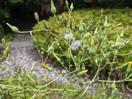 Attēlu rezultāti vaicājumam “Lactuca sativa flower”