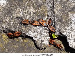 Attēlu rezultāti vaicājumam “Pyrrhocoris apterus”