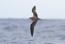 Image result for Pterodroma feae