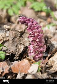 Attēlu rezultāti vaicājumam “Lathraea squamaria flower”