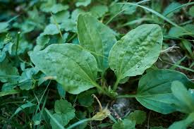 Attēlu rezultāti vaicājumam “Plantago major leaf”