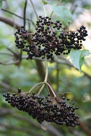 Attēlu rezultāti vaicājumam “Sambucus nigra fruit”