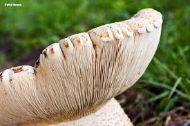 Image result for macrocybe titans
