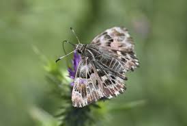 Attēlu rezultāti vaicājumam “Carcharodus floccifera underside”