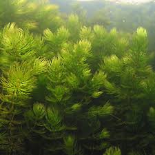 Attēlu rezultāti vaicājumam “Ceratophyllum demersum leaf”