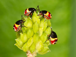 Attēlu rezultāti vaicājumam “Elasmostethus interstinctus nymph”