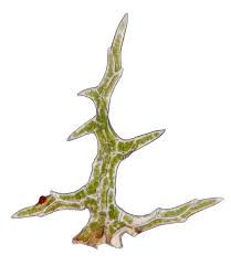 Attēlu rezultāti vaicājumam “Hylocomiastrum umbratum”