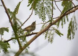 Attēlu rezultāti vaicājumam “Phylloscopus trochiloides”