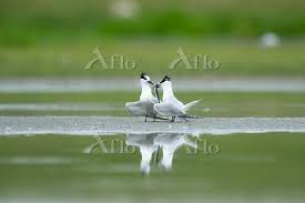 Attēlu rezultāti vaicājumam “Sterna sandvicensis adult”
