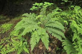 Attēlu rezultāti vaicājumam “Polystichum braunii”