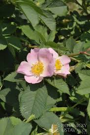 Attēlu rezultāti vaicājumam “Rosa subcanina”