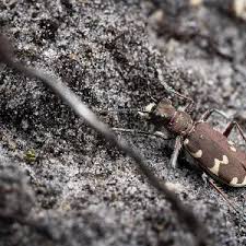 Attēlu rezultāti vaicājumam “Cicindela sylvatica imago”
