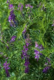 Attēlu rezultāti vaicājumam “Vicia tenuifolia flower”