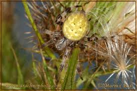 Attēlu rezultāti vaicājumam “Araneus quadratus female”