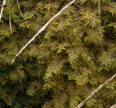 Attēlu rezultāti vaicājumam “Isothecium alopecuroides sporophyte”