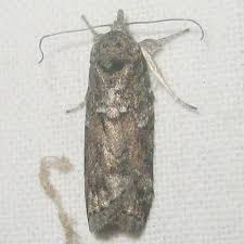 Attēlu rezultāti vaicājumam “Nycteola degenerana”