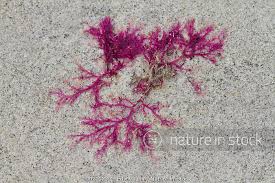 Attēlu rezultāti vaicājumam “Rhodophyta”