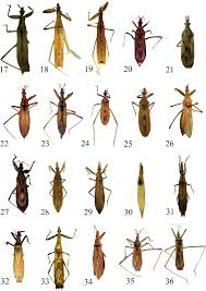 Attēlu rezultāti vaicājumam “Heteroptera”