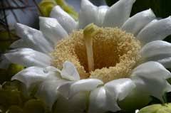 Attēlu rezultāti vaicājumam “Chenopodium acerifolium flower”