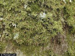 Attēlu rezultāti vaicājumam “Hypnum pallescens”