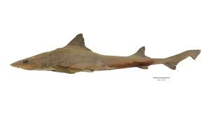 Image result for Mustelus mustelus