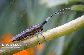 Attēlu rezultāti vaicājumam “Monochamus galloprovincialis”