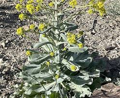 Attēlu rezultāti vaicājumam “Isatis tinctoria”