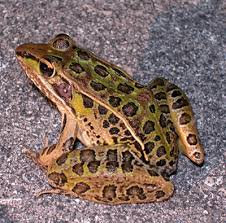 Attēlu rezultāti vaicājumam “Ranidae”