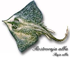 Image result for Rostroraja alba